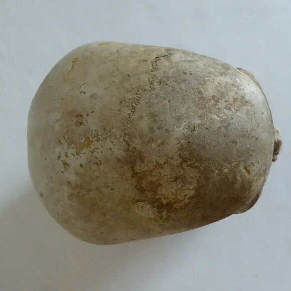 2006 DISNEY PIRATES OF THE CARIBBEAN OFFICIAL MOVIE FILM PROP PELEGOSTO SKULL - Picture 14 of 15